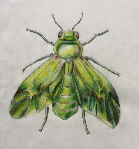 Bild des Monats November 25, Esme 10b